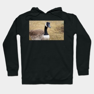 Canada Goose With Sticks In Its Mouth Hoodie